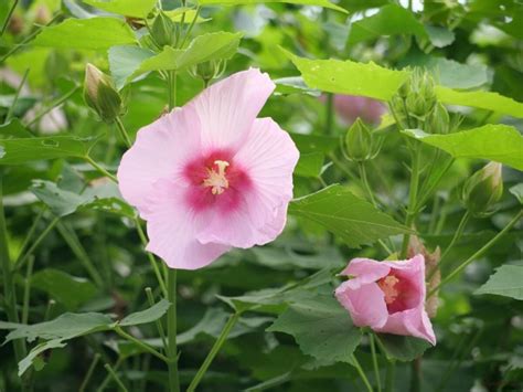 木槿花種植|ムクゲ（木槿）とは？育て方・栽培方法 